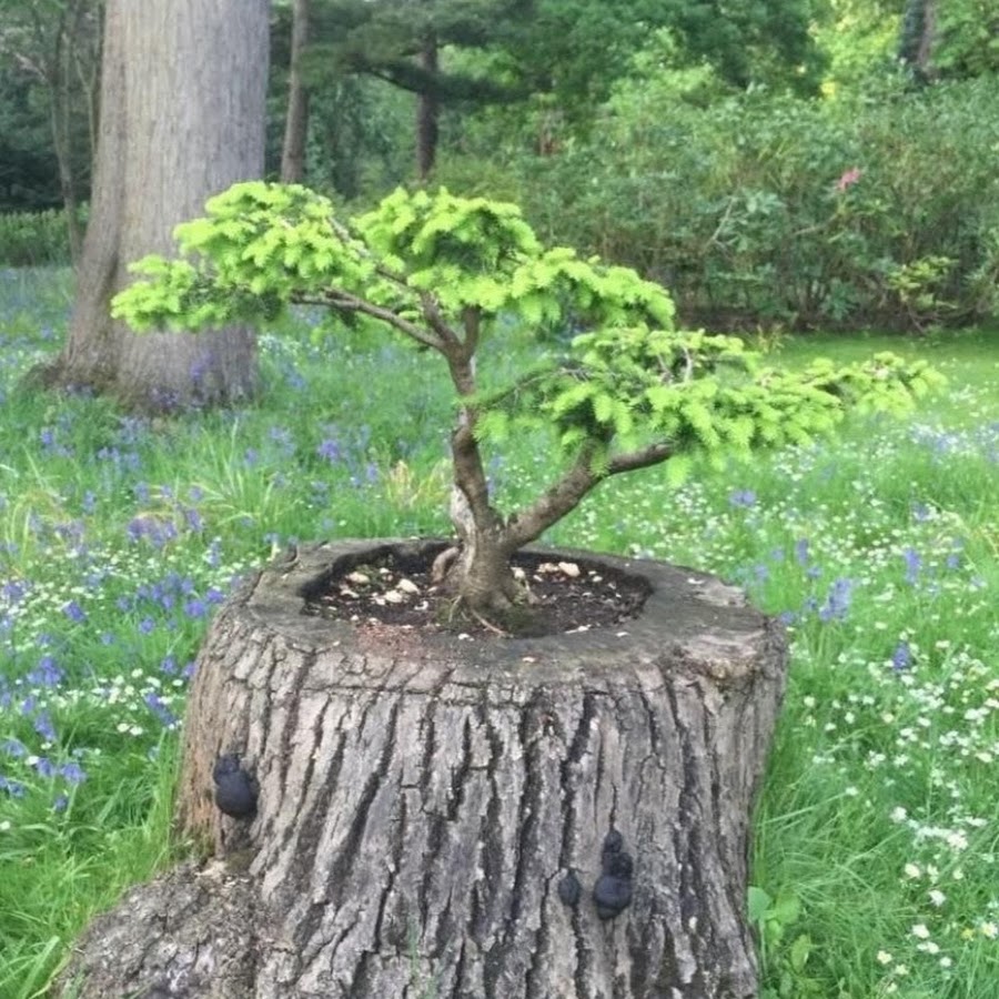 Пни из дерева на