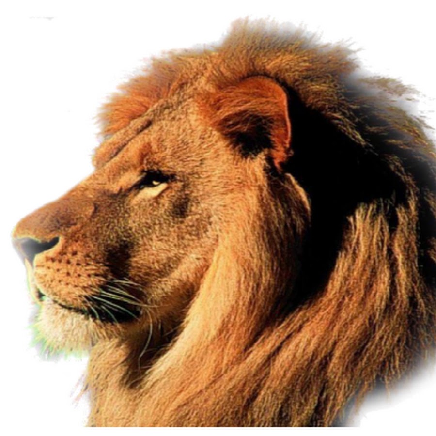 Лев сбоку. Голова Льва сбоку. Лев боком. Морда Льва сбоку. Лев с прифотошопленной прической