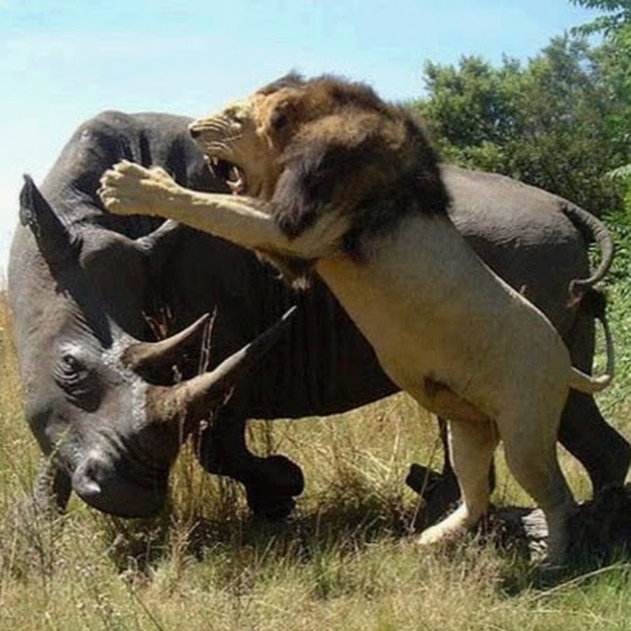 Львица орет на льва. Спаривание-животных с другими видами животных. Спаривание разных видов животных. Превьюшка про смешных животных. Видео рассказать животных видео.