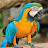 Fluffy Macaw