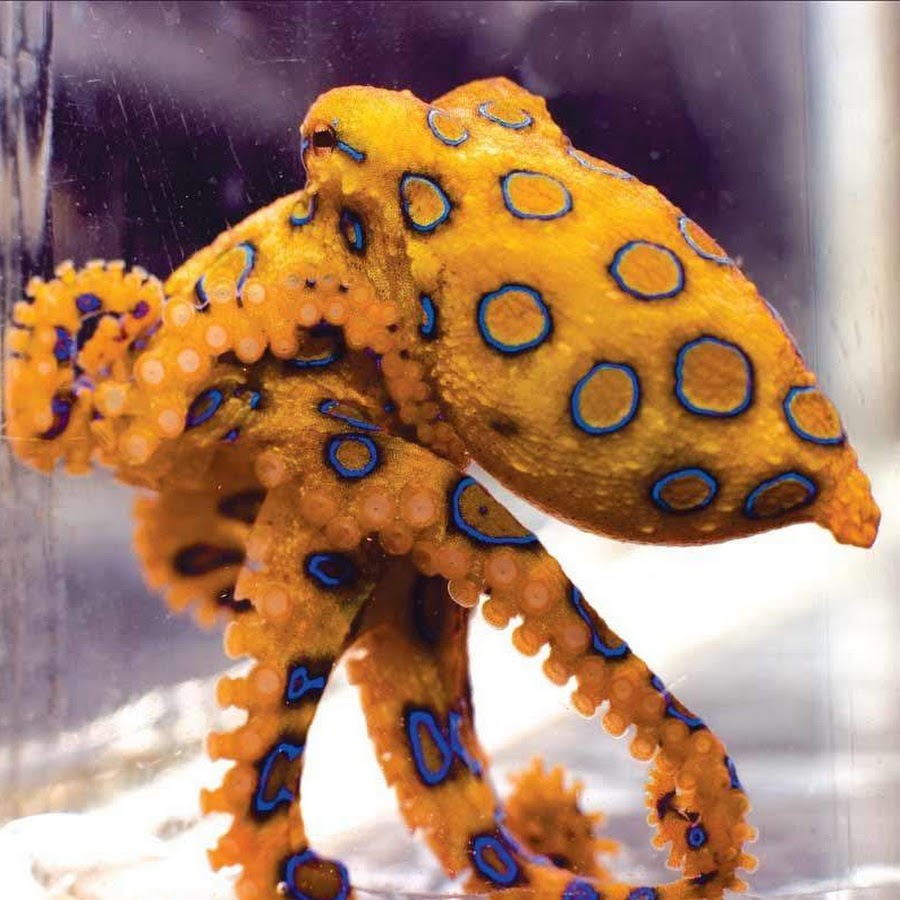 Синий кольчатый осьминог. Синекольчатый осьминог. Синекольчатый осьминог. Синекольчатый осьминог. Синекольчатый осьминог австралия.