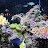 Jeff’s Reef Tank Avatar