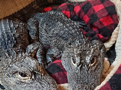 √100以上 ワニ男 942304-ワニ男 twitter