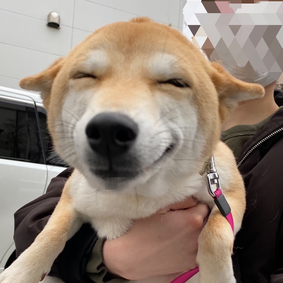 柴犬 もみさんチャン Youtube