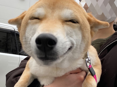 [10000印刷√] 犬 ガルル 嬉しい 228741-犬 ガルル 嬉しい