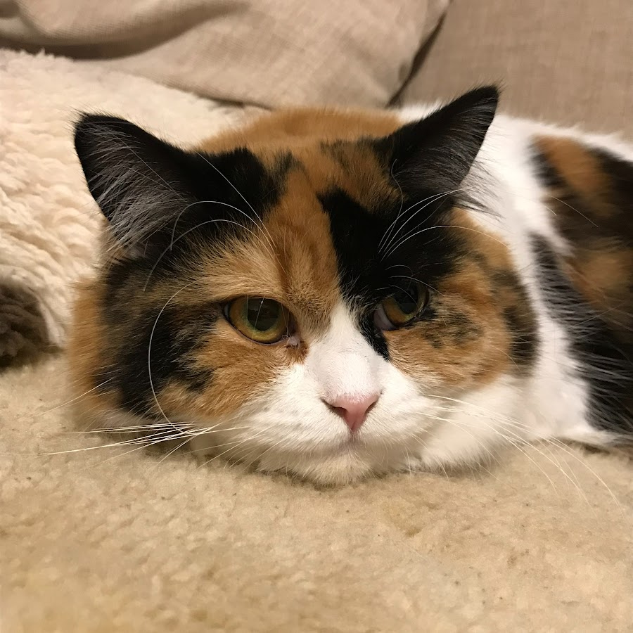 りよん 三毛のモフモフ猫 Youtube
