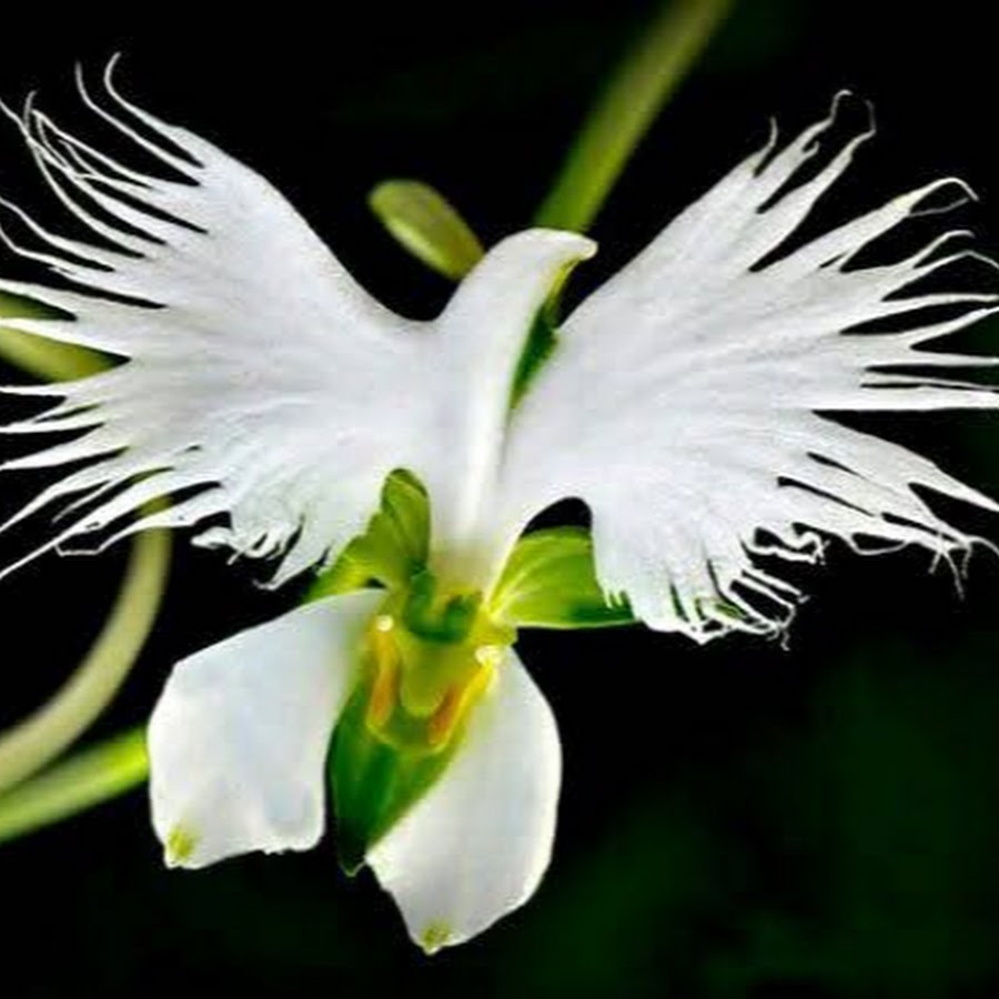 Орхидея «большая белая цапля» (Habenaria Radiata)