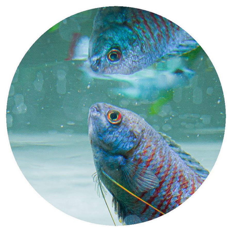 ゆっくりアクアちゃんねる Youtube