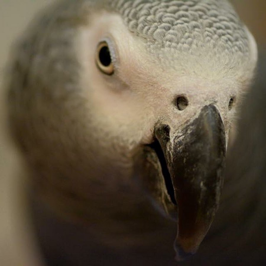серый попугай жако. попугай с микрофоном. огромные попугаи говорящие. жако григорий. амазон попугай.