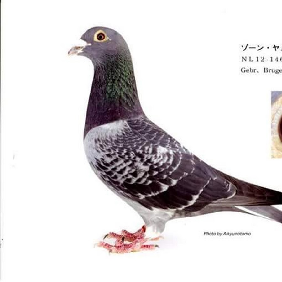 楽しいレース鳩 吉田鳩舎japan Racing Pigeon Youtube