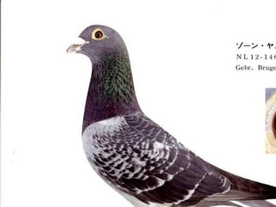 [最も選択された] レース鳩 血統 317253-レース鳩 血統書