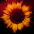 Sunflower SA