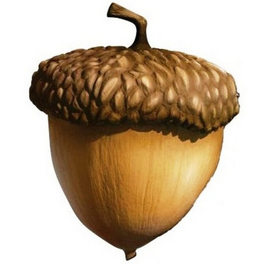 орех из ледникового периода. орех из ледникового периода. орех из ледникового периода. желудь скрата. ледниковый период скрат.