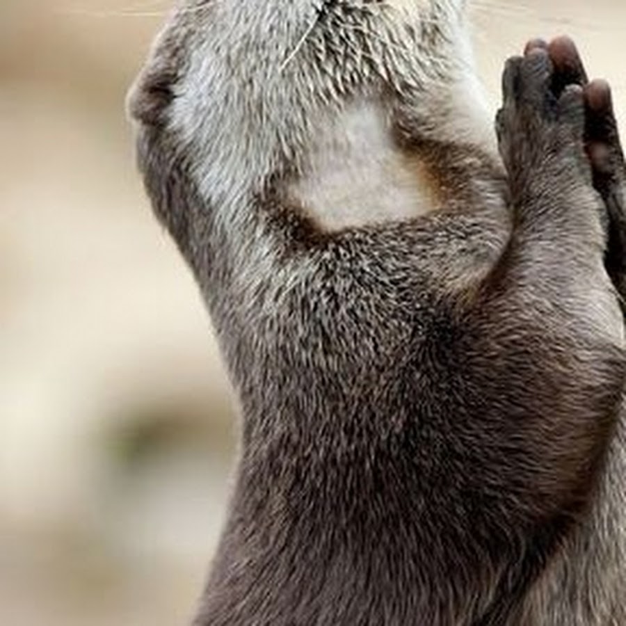 Аллилуйя картинки прикольные