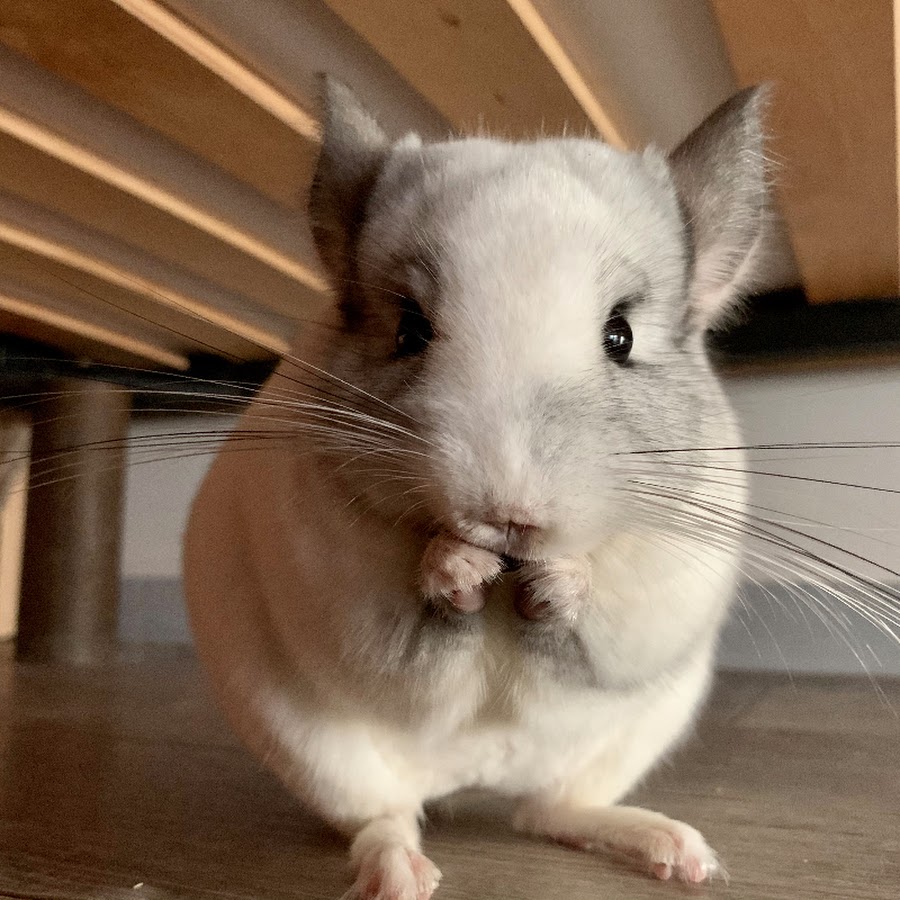 チンチラと犬のちょっといいとこ見てみたい Youtube