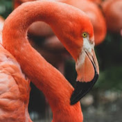 Arthur Flamingo
