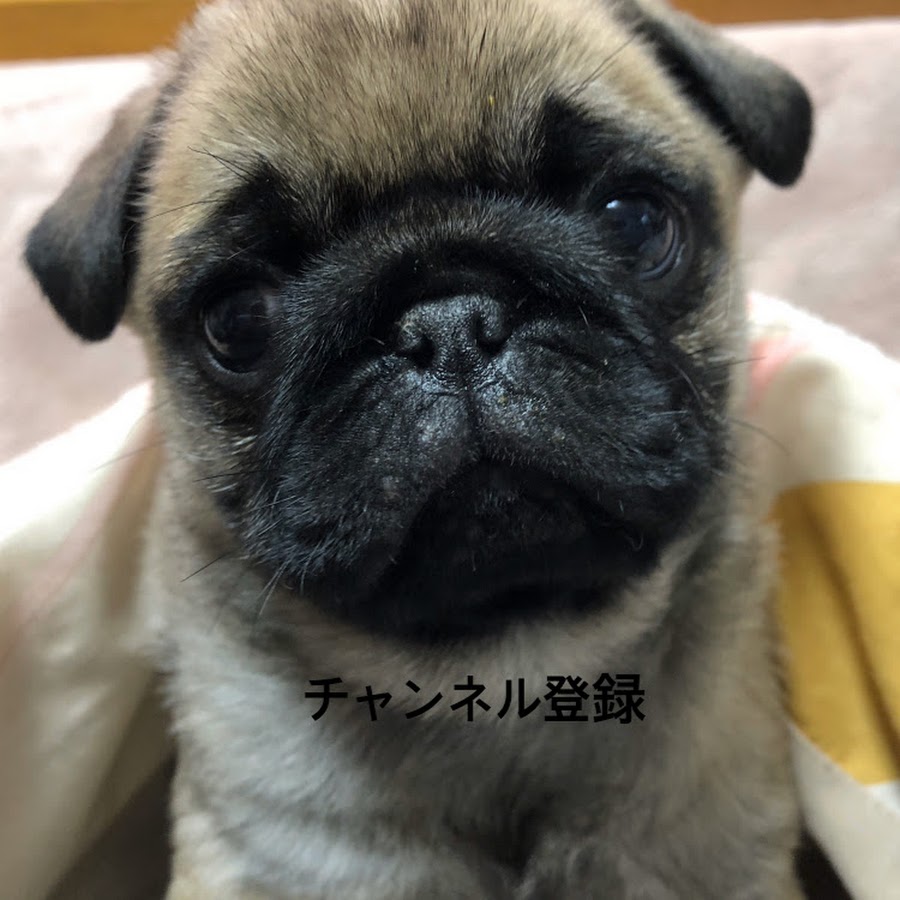 パグチャンネル Youtube