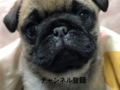 √100以上 パグ 赤ちゃん 値段 190697-パグ 赤ちゃん 値段