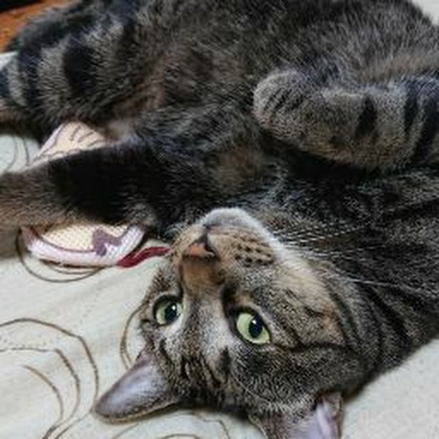 どら猫 Youtube