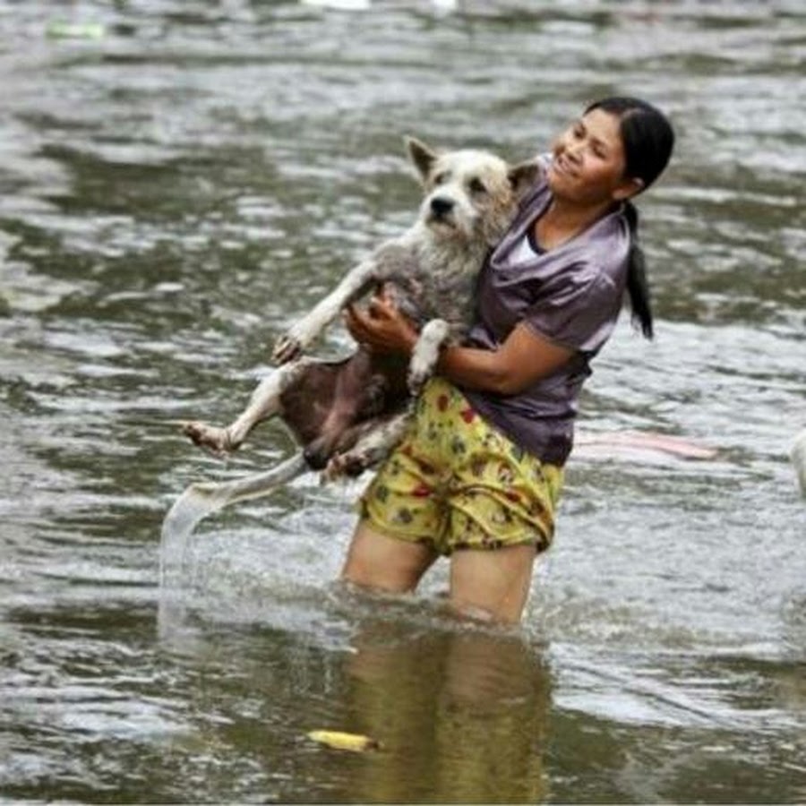 Люди которые помогают животным и людям. Животные помогают людям. Люди которые помогают животным и людям. Забота о животных. Спасение животных людьми.