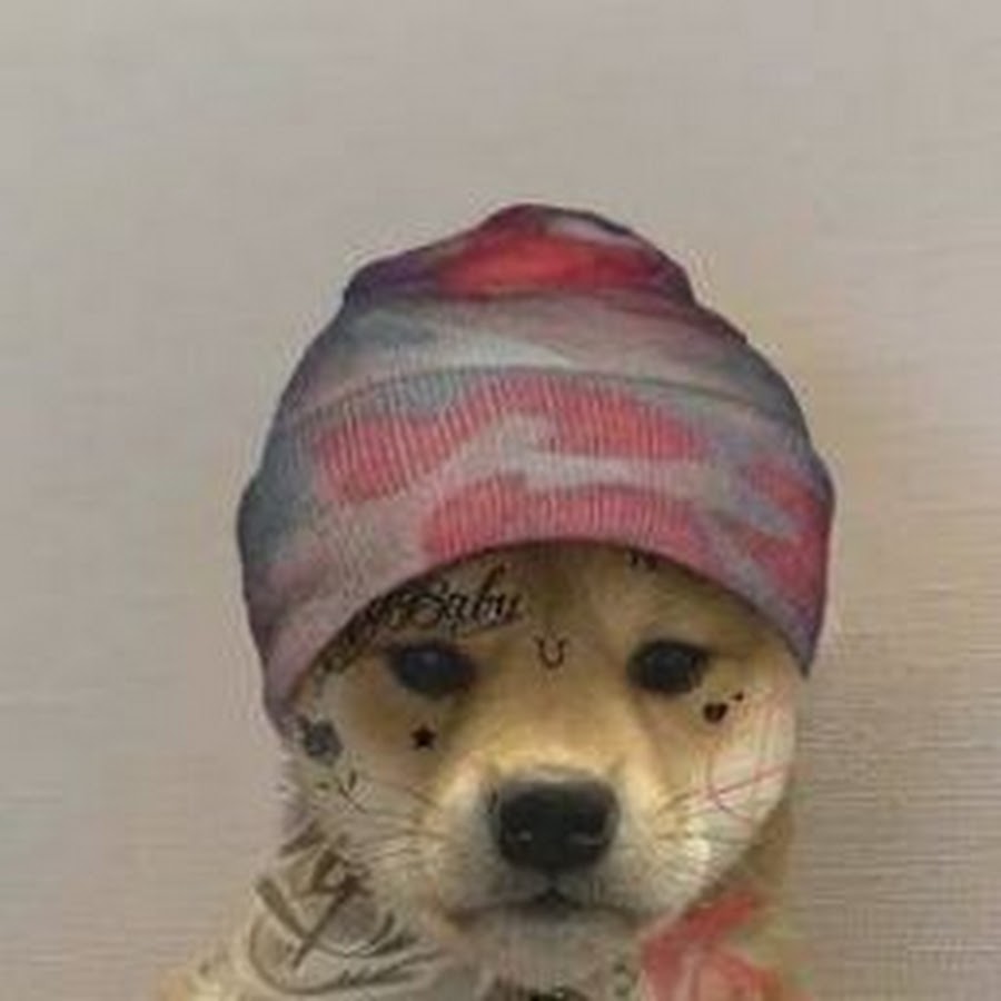 Собака в шляпе. Dogwifhat fortnite. Собачка в шапке мем. Собака в кепке. Джоджо собаки в шляпах.