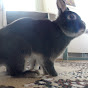 Rabbit Momo YouTube Profile Photo