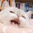 Cabbage Cat Avatar