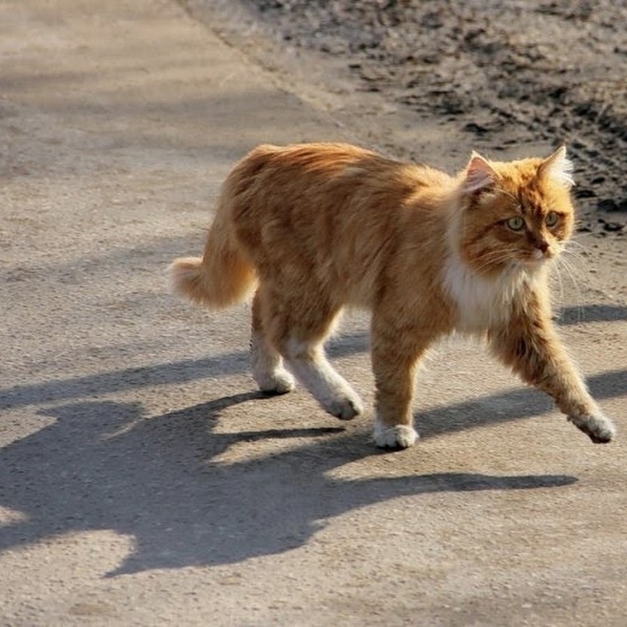 Шагающий кот. Кот идет. Рыжий кот идет. Рыжий кот бегает. Рыжая кошка идет.
