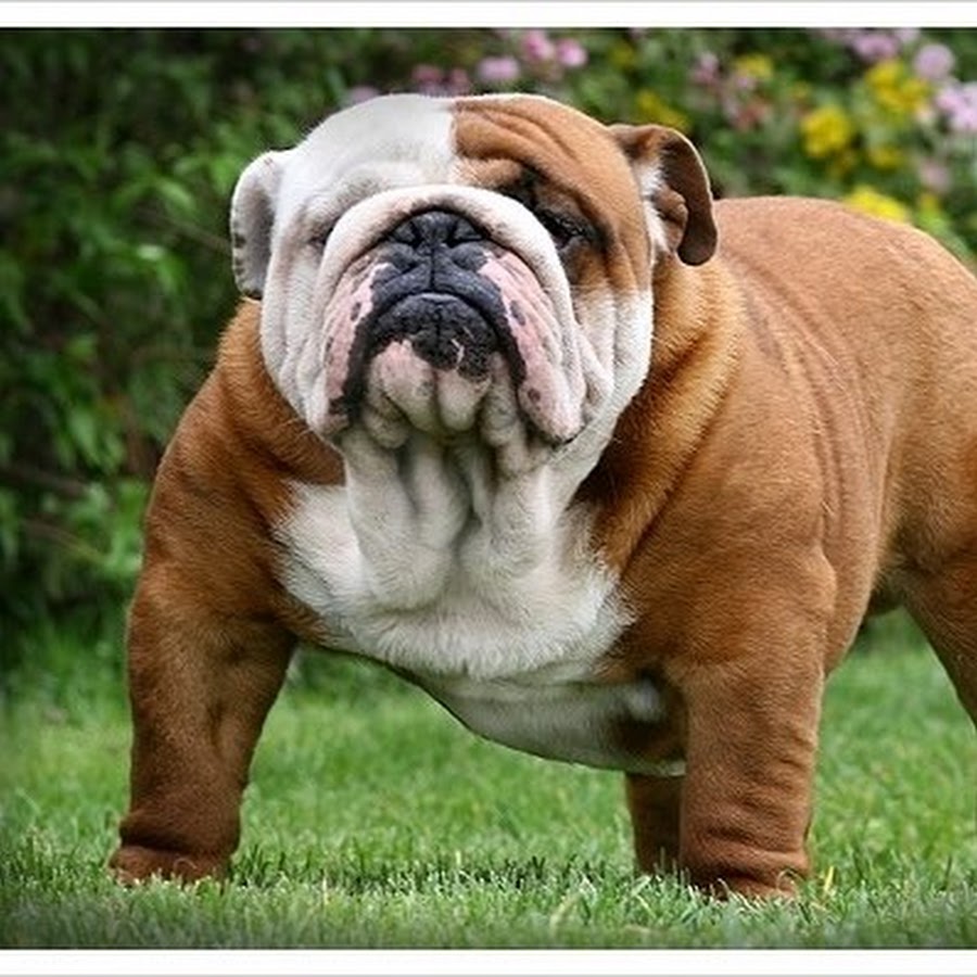 Как выглядят бегущие собаки Собаки, Собака бежит, Юмор о собаках