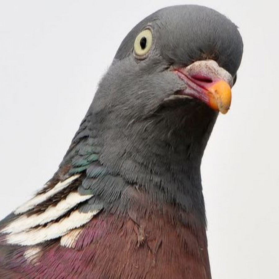 Пиджеон голубь. Тупых голубей. Голубь с глазами спереди. Тупых голубей. Голубь прикол.