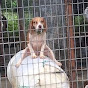 Goff's AKC Wiercreek Beagles YouTube Profile Photo