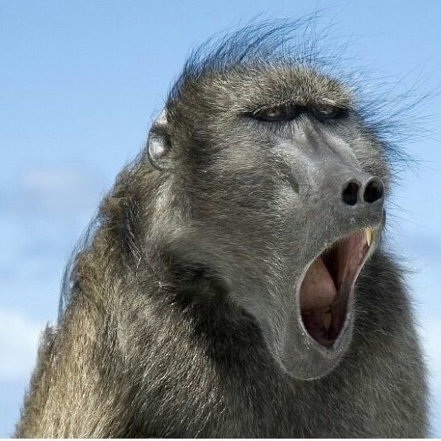 Глупая обезьяна. Бабуин носач. Смешные обезьяны. Обезьяна с открытым ртом.