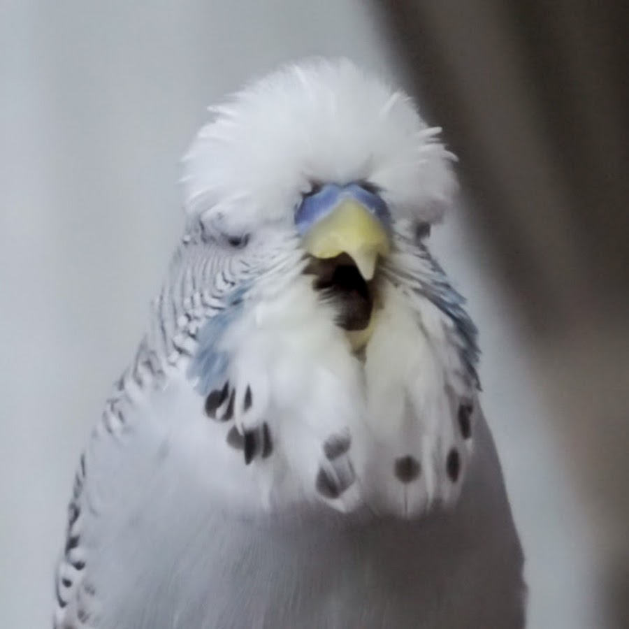 Pasa Jumbo Muhabbet Kusu Youtube