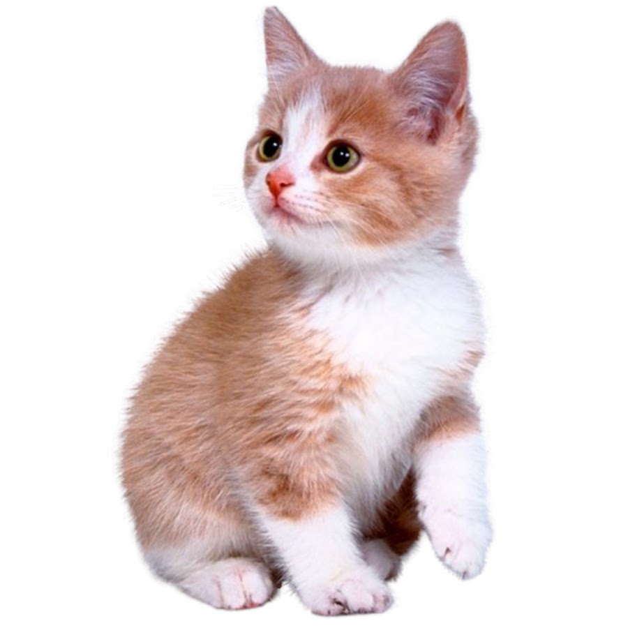 Кошка без фона