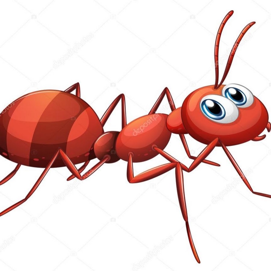 Ant карточка на английском
