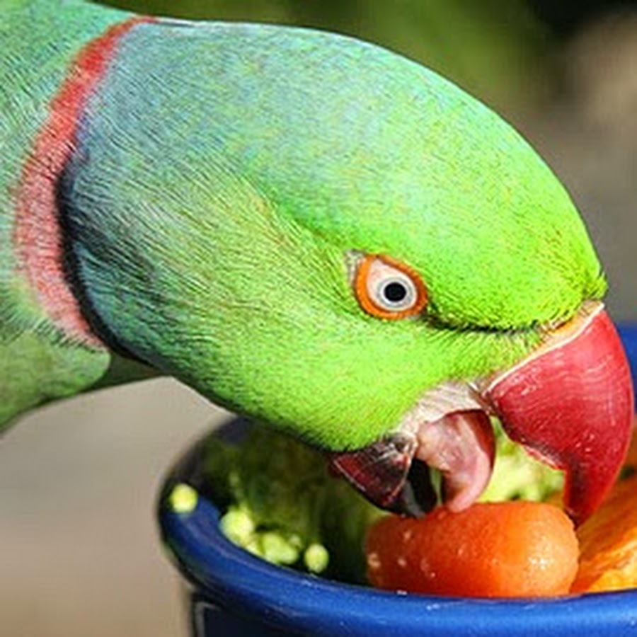 Перец попугаям можно. Ожереловый попугай ест. Попугай с высунутым языком. Попугай ест клубнику. Попугай ест фрукты.