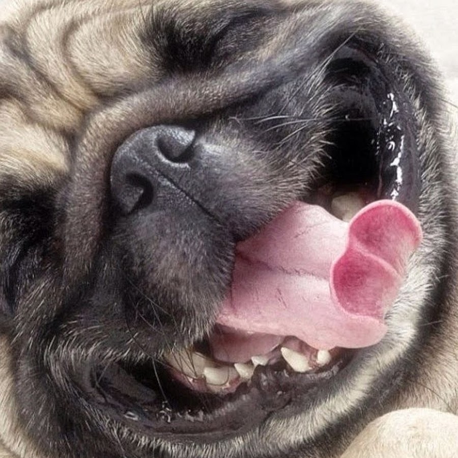 Приколы картинки с добрым утром ржачные до слез