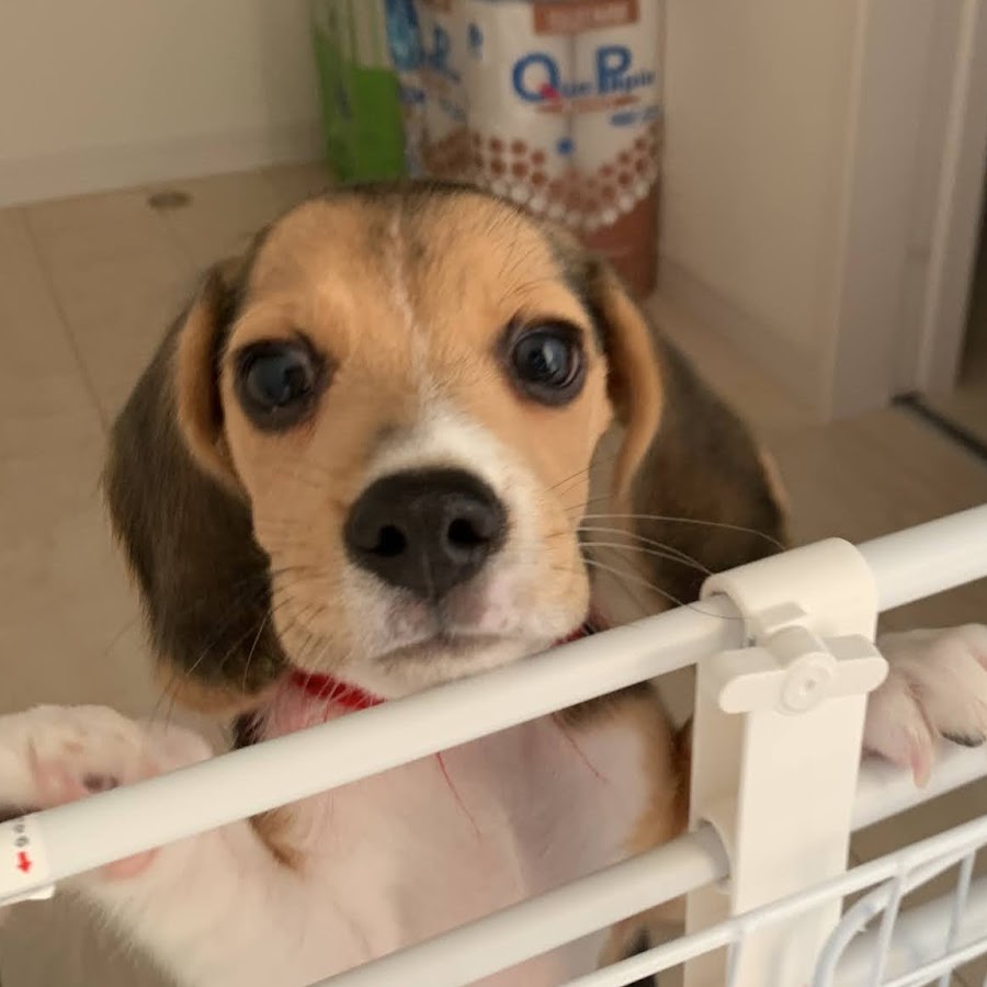 ビーグル犬ナツ Youtube