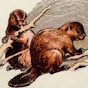 Sketchy Beavers YouTube Profile Photo