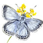 Herts & Middx Butterfly Conservation YouTube Profile Photo
