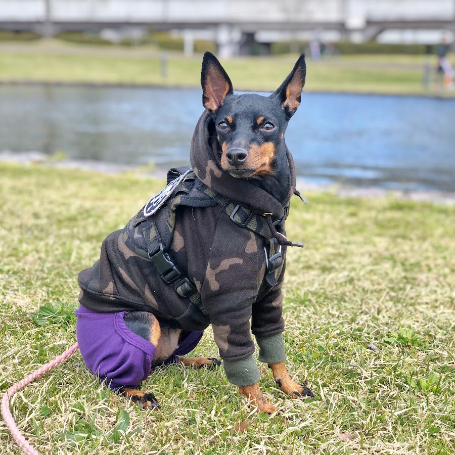 ロナ トイマンチェスターテリア Youtube