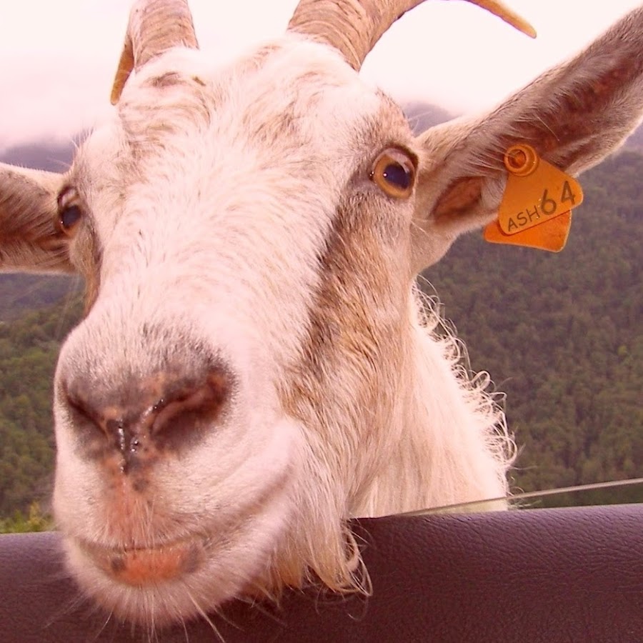 As H Tuces De Biquette Youtube