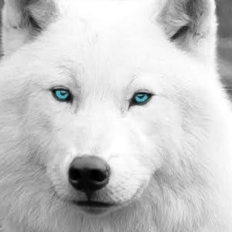 Alpha wolf persian Alphatopwolf22 OnlyFans