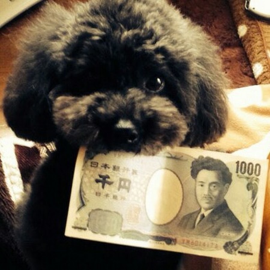 幸運の犬 Youtube
