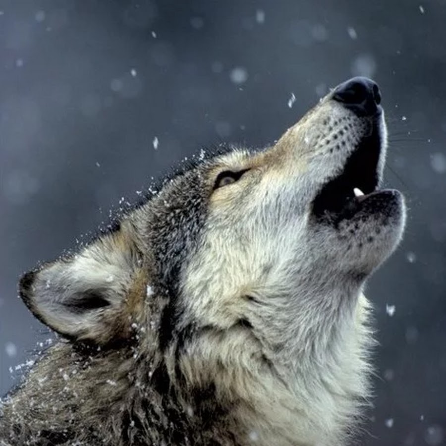 Игры одинокий волк