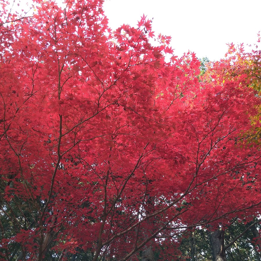 小谷千穂 Youtube