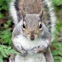 Harvey Beeker the Grey Squirrel