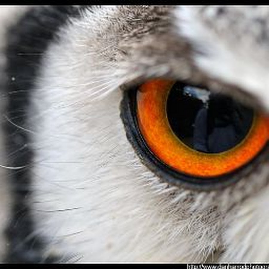 необычные глаза животных. глаз. зрачок совы. глаза совы. необычные глаза животных.