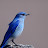 Blue_Bird
