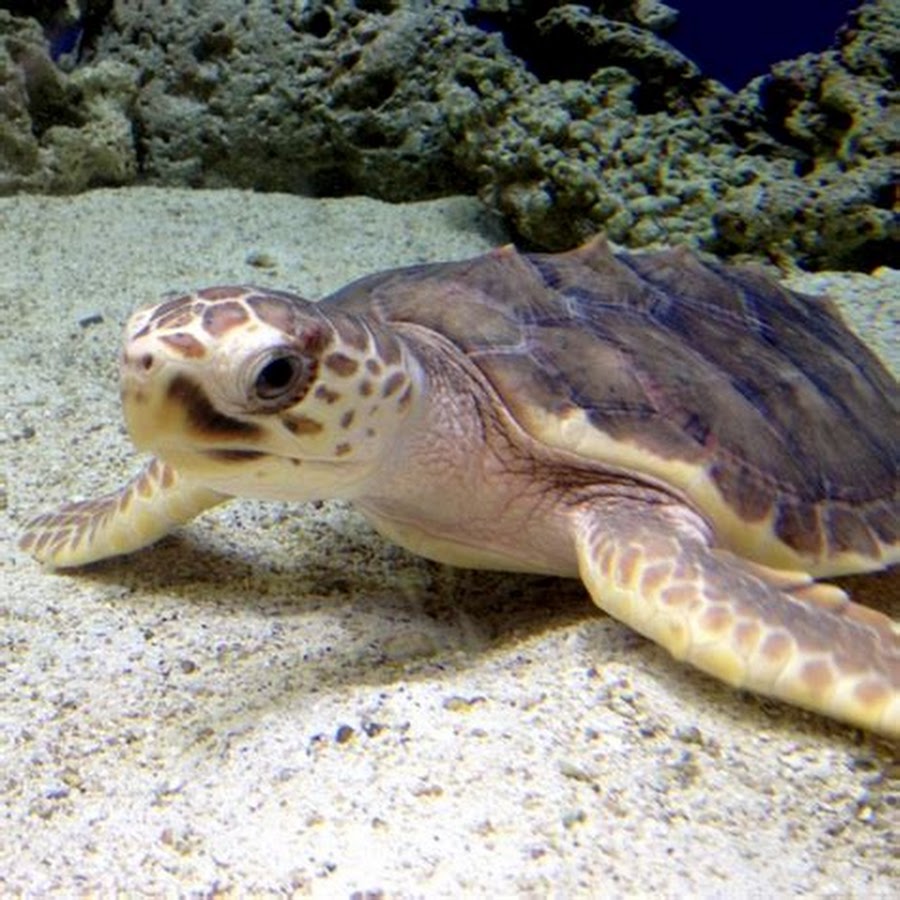 Морская черепаха кипр конос. Греция морская черепаха логгерхед. Головастая морская черепаха логгерхед. Головастая черепаха. Золотистый логгерхед.